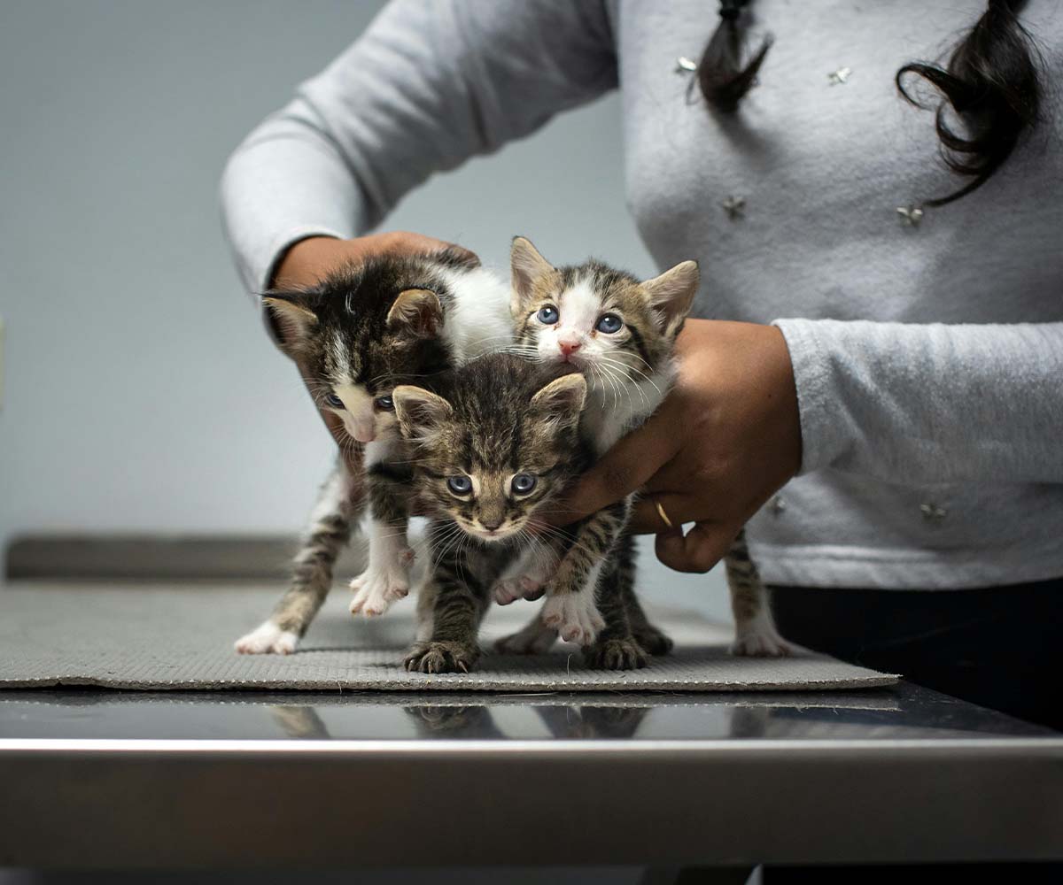 Veterinary Hospital Website Dubai Veterinary Hospital Website Dubai