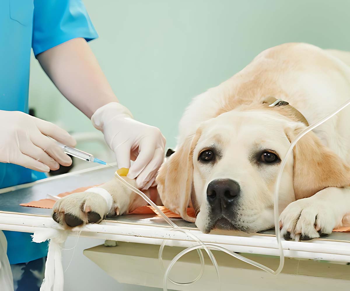 Pet Hospital Website Dubai