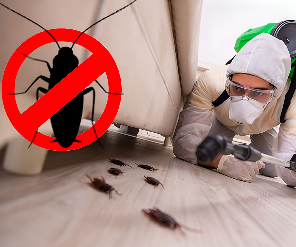 Dubai Pest Control SEO Services Dubai Pest Control SEO Services
